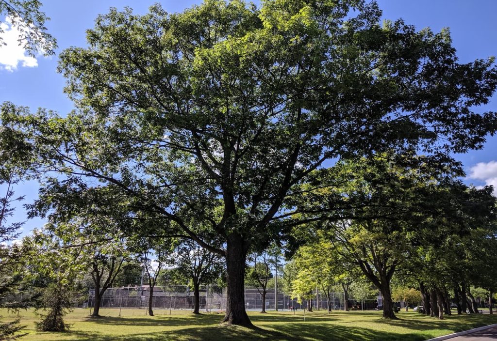 Thumbnail-Financial District-Ross Park-By-Money911